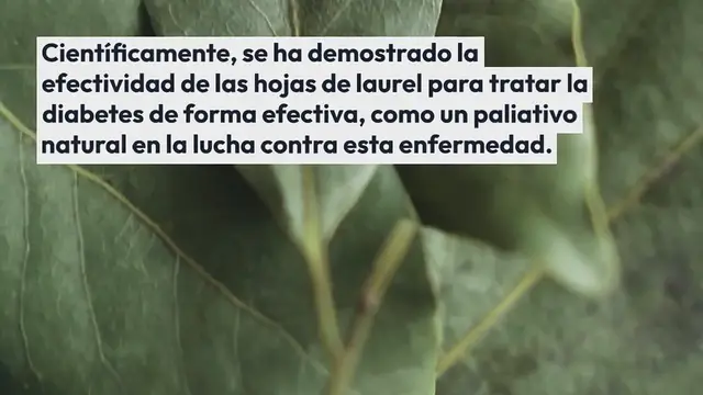 Video thumbnail for Usos de las hojas de laurel para tratar la diabetes