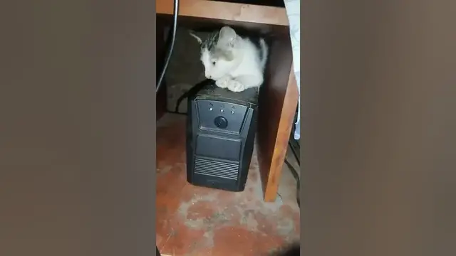 Video thumbnail for shy cat hiding under desk l застенчивый кот прячется под столом