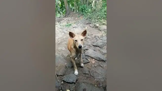 Video thumbnail for dog visit for looking my cat