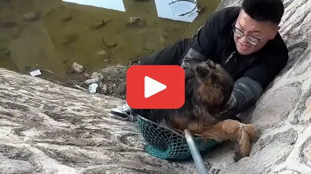 Video thumbnail for Left to Die, This Fragile Puppy Refused to Give Up