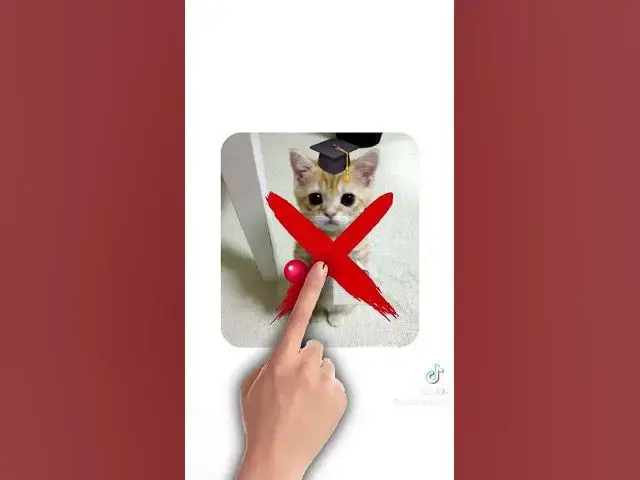 'Video thumbnail for #chat #cat'