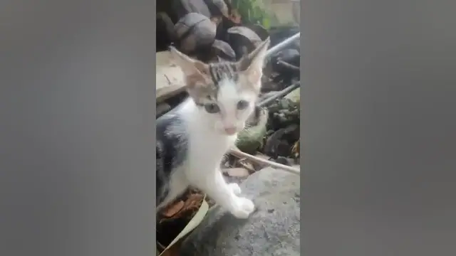 Video thumbnail for My Cat Playing with me