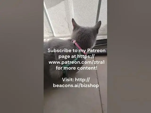 Video thumbnail for Cat, Grass and Sunny Day real Video