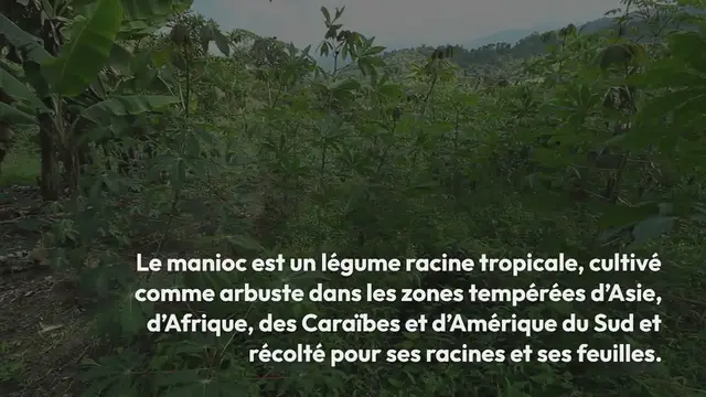 Video thumbnail for Purée de manioc