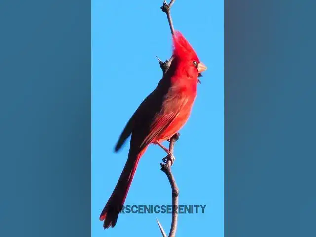 'Video thumbnail for Northern cardinal'