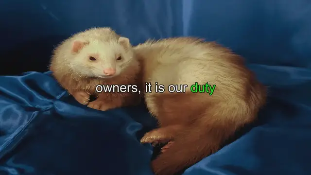 Video thumbnail for Ferrets & Tuna: What You Need to Know!