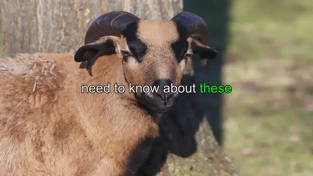Video thumbnail for Ultimate Angora Goat Care Guide