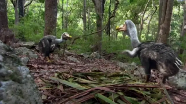 Video thumbnail for Scientists Finally Know The Real Reason Dodo Birds Went Extinct