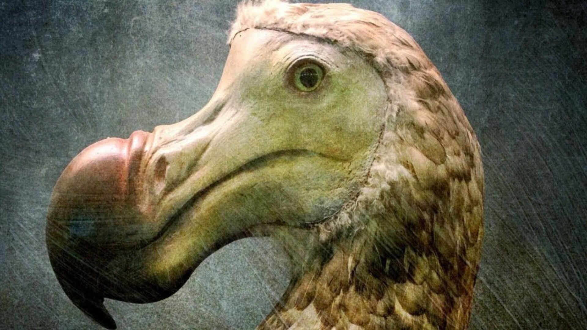 Video thumbnail for Scientists Finally Know The Real Reason Dodo Birds Went Extinct