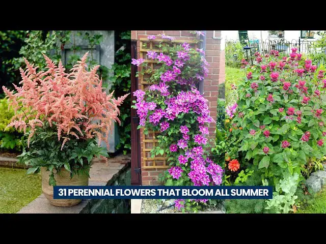 'Video thumbnail for 31 Perennial Flowers that Bloom All Summer'