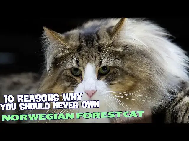 Video thumbnail for 10 Reasons Why You Should NEVER Own a Norwegian Forest Cat 🐾