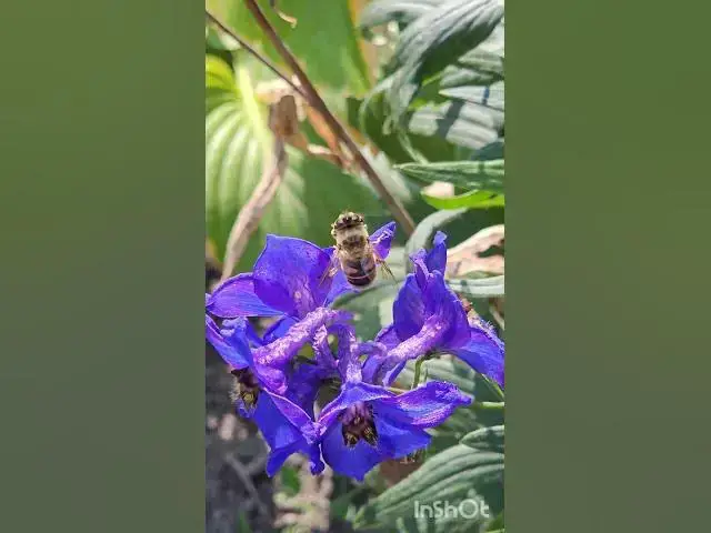 Video thumbnail for Adorable ladybug😍😘🥰#shorts