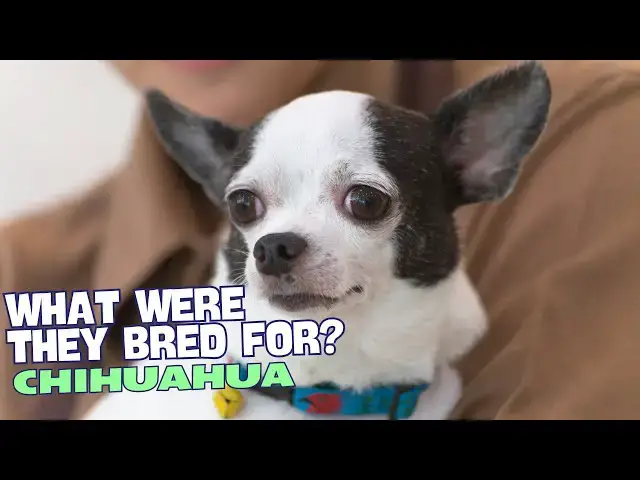 Video thumbnail for What Were Chihuahuas Bred For? 🐕🌵
