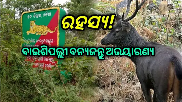 Video thumbnail for Unraveling the Mysteries of Baisipalli Wildlife  Daspalla. NKNEWS ODISHA||