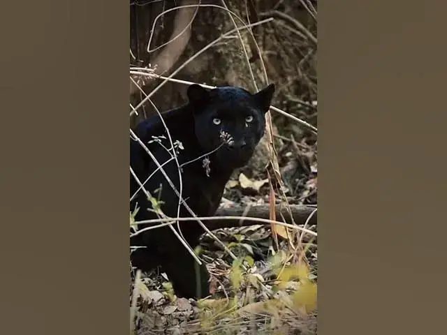 Video thumbnail for Black Phanther Cat
