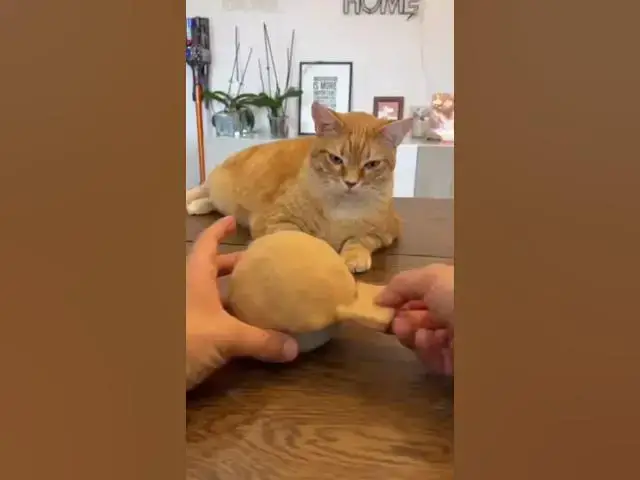 Video thumbnail for Making a cap for a Cat