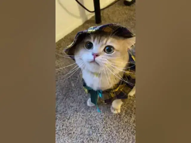Video thumbnail for meow