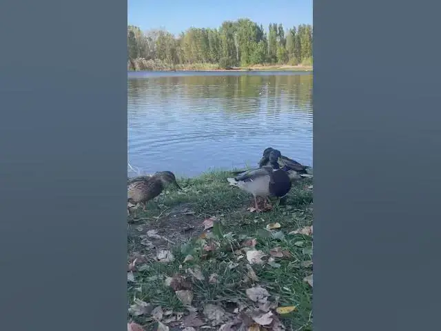 'Video thumbnail for Adorable ducks馃槏馃槝馃グ#shorts'