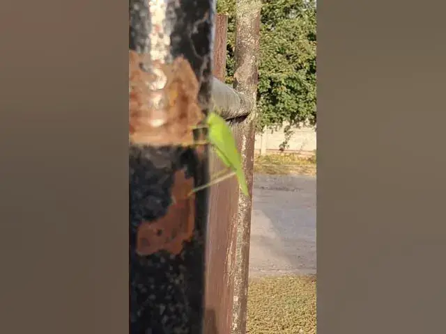 'Video thumbnail for Adorable grasshopper馃槏馃槝馃グ#shorts'
