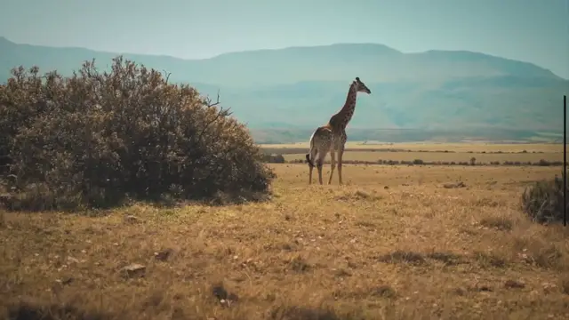 'Video thumbnail for Can You Ride A Giraffe? Truth About Giraffe Riding'