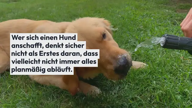 Video thumbnail for Magen-Darm beim Hund – Gründe + Tipps