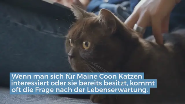 Video thumbnail for Wie alt werden Maine Coon Katzen?