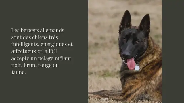 Video thumbnail for 11 chiens qui ressemblent à des bergers allemands