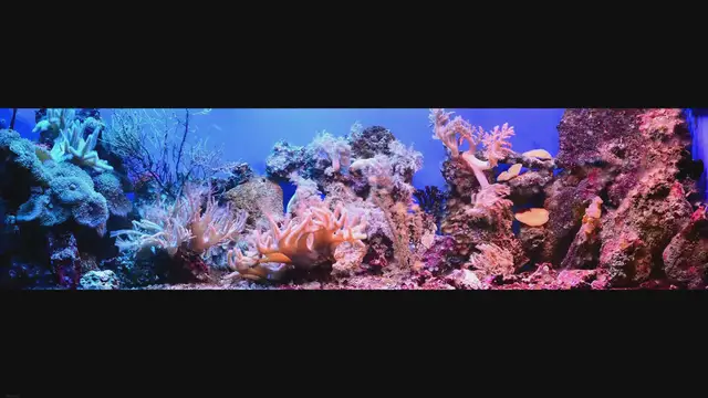'Video thumbnail for Cryptocoryne Balansae'