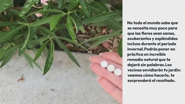 Video thumbnail for Despierta cualquier tipo de flor en pleno invierno, todas estarán celosas de tu jardín