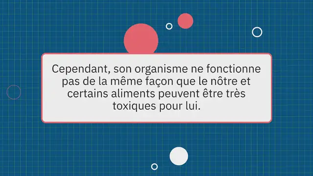 Video thumbnail for Les chiens peuvent-ils manger des mangues ? Voici la réponse d’une vétérinaire