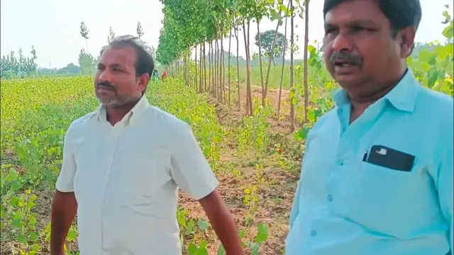 'Video thumbnail for Poplar tree farming in India full information'