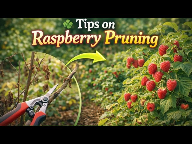 Video thumbnail for How to Prune Raspberries for Bigger Harvests