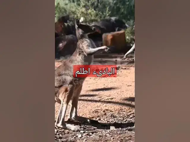 Video thumbnail for البادىء اضلم