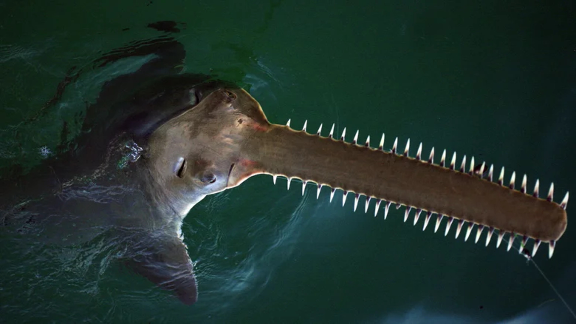 Video thumbnail for This Theory On The Origin Of Teeth Is Hard To Forget