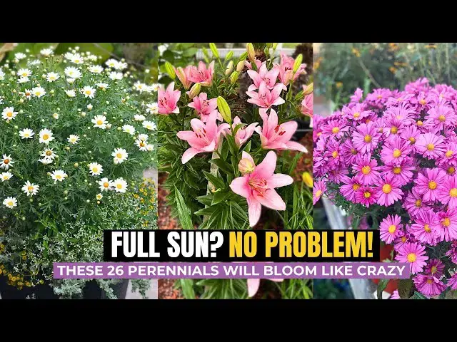 'Video thumbnail for 26 Best Full Sun Perennials for a Colorful Garden That Thrives in Heat'