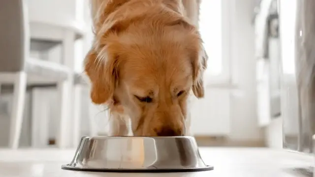 Video thumbnail for Keep These Common Kitchen Spices Away From Your Dog