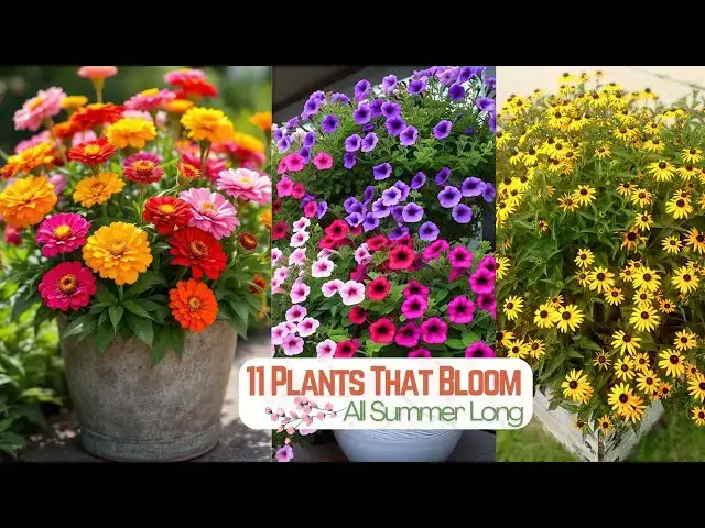 'Video thumbnail for 11 Plants That Bloom All Summer Long'