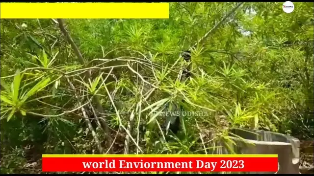 'Video thumbnail for On World Environment Day, know the benefits of Kanyar tree... NKNEWS ODISHA||'