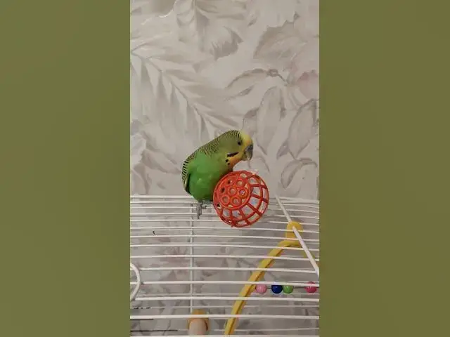 Video thumbnail for Happy budgie😍😘🥰#shorts