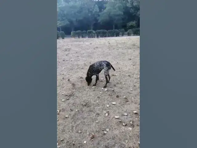 Video thumbnail for Curious German Shorthaired Pointer😍😘🥰#shorts