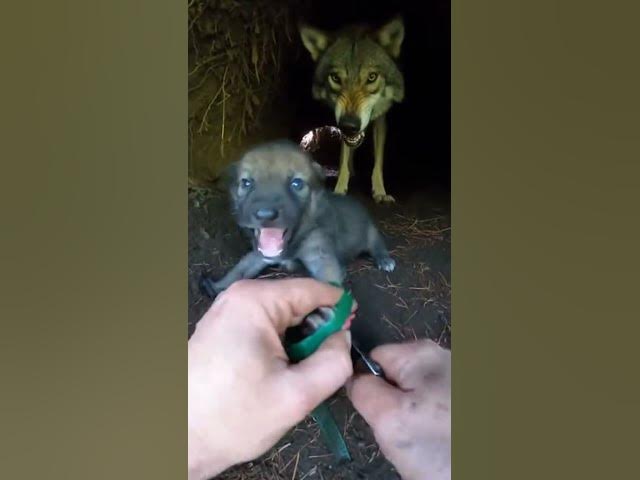 Video thumbnail for Hands Prying Plastic in a Tight Forest Den Close