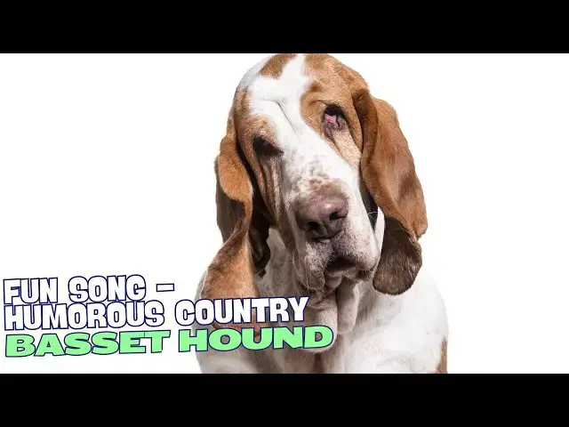 Video thumbnail for 🎶 "I Got a Basset Hound, He's Low to the Ground" 🎶