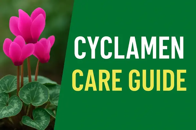 'Video thumbnail for ✅ “Cyclamen Care Guide | How to Keep Them Flowering All Winter'