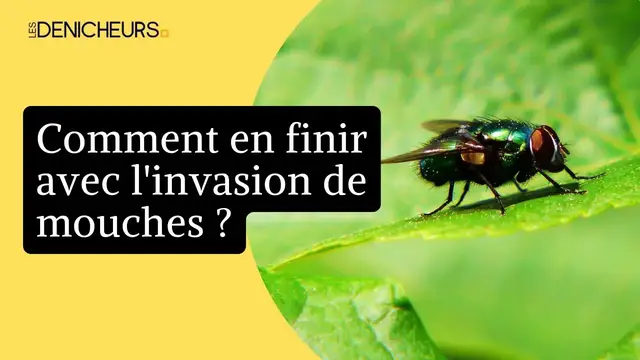 Video thumbnail for ⚠️ Invasion de mouches : les astuces naturelles pour en finir ☠