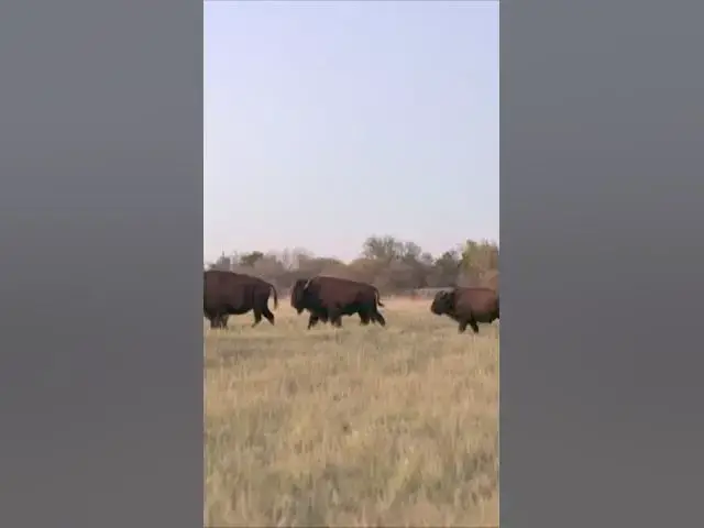 'Video thumbnail for Whipping Up a Spicy Bison Chili'