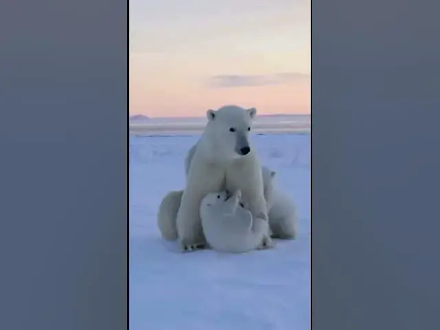 Video thumbnail for 🐻‍❄️ Polar Bear and Her Cubs – Heartwarming Arctic Moments! ❄️ #cuteanimals #adorablevideos