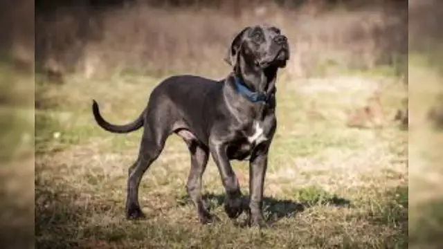 Video thumbnail for Cane Corso