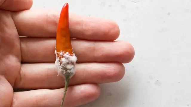 'Video thumbnail for This Is What Happens When You Eat Mold By Accident'