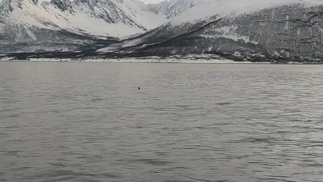 Video thumbnail for Orcas Spy Hopping