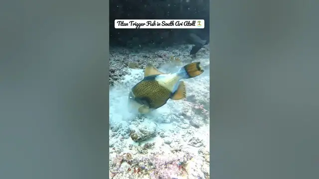 Video thumbnail for Titan Trigger Fish in South Ari Atoll 🏝️ Maldives